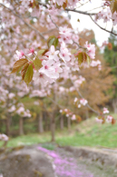 石添え桜２.jpg